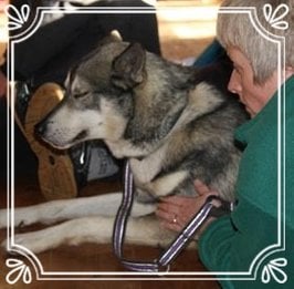 Behandling hund